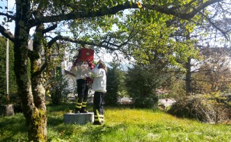 Intervention de récupération d'un essaim d'abeilles